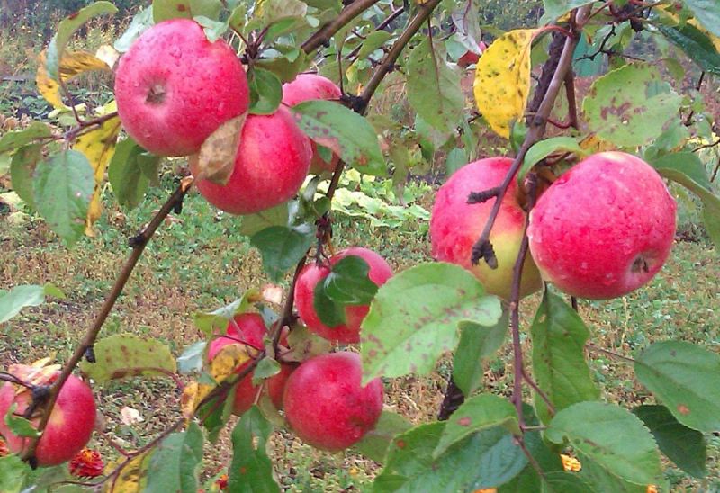 Пепін шафранний — 250 кг яблук з одного дерева